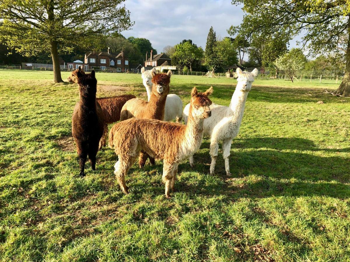 Bewl Rookery B&B Wadhurst Eksteriør bilde